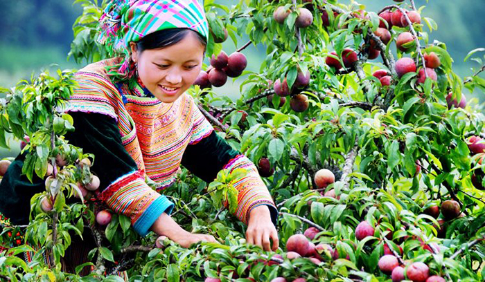 Tham quan và hái mận mỗi mùa mận chín đang được nhiều người lựa chọn trong dịp hè đến