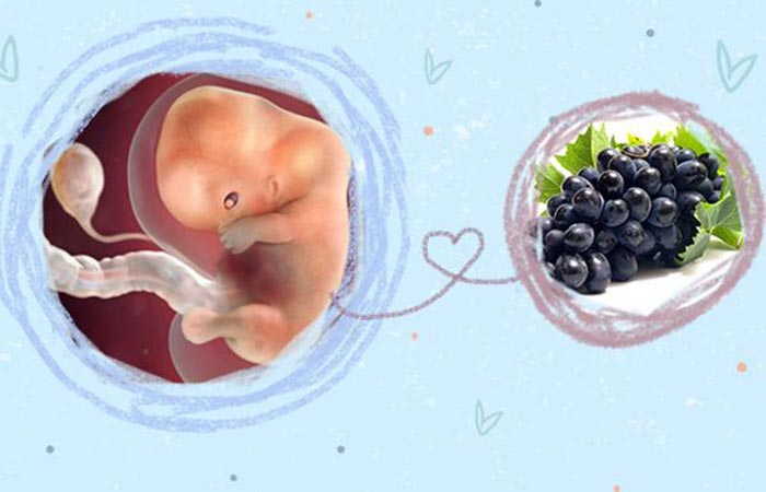 Vitamin nhóm B có trong nho giúp thai nhi hấp thu dưỡng chất tốt hơn