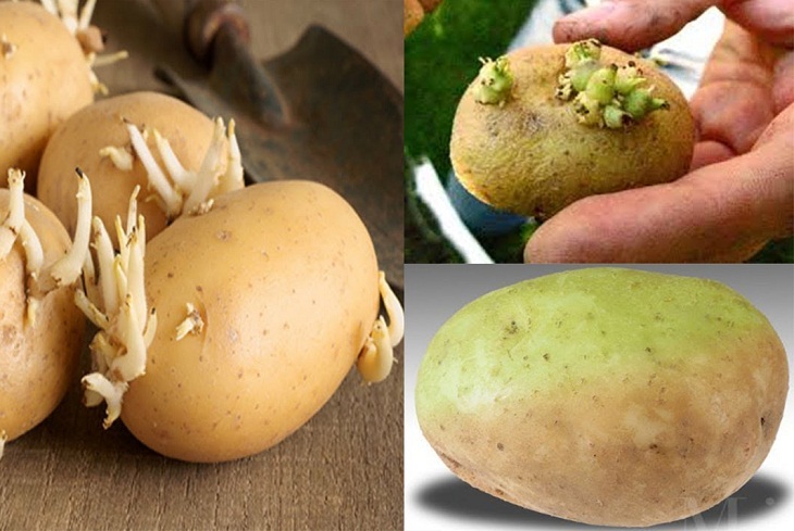 Khoai tây mọc mầm là loại củ không nên ăn vì chứa nhiều độc tố