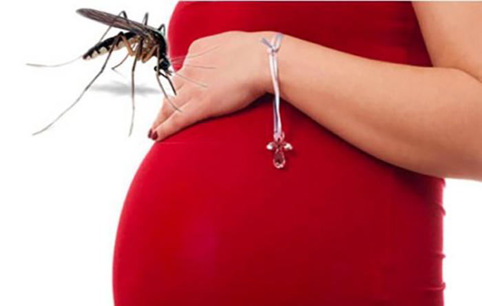 Muỗi vằn là vật trung gian truyền bệnh sốt xuất huyết cho người