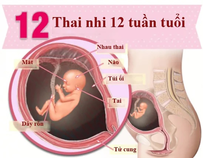 Ở tuần thai 12, hình thái thai nhi tổng thể như một em bé hoàn chỉnh