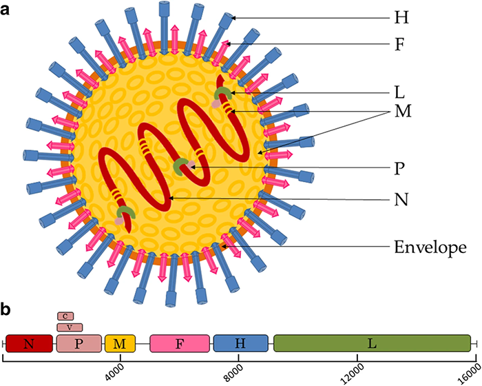 Quai bị là một loại bệnh truyền nhiễm cấp tính do siêu virus Paramyxovirus gây nên