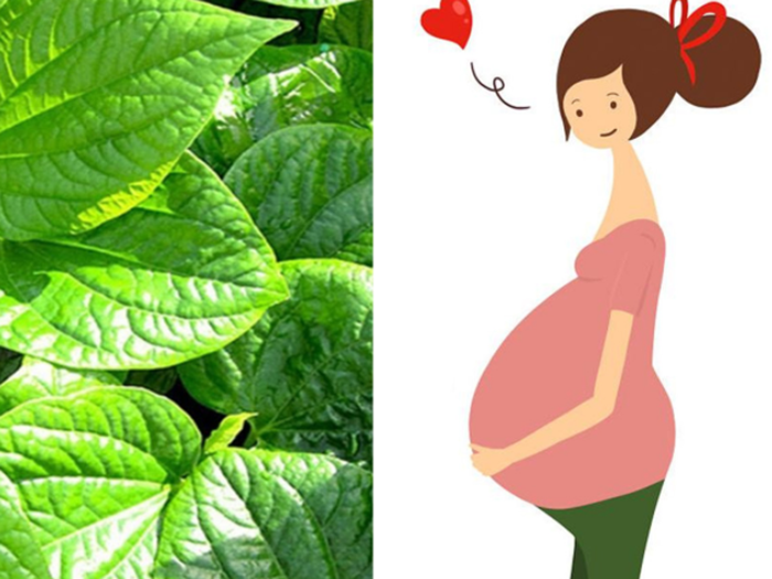 Các chất chống oxy hóa trong lá lốt giúp giảm đau lưng ở mẹ bầu