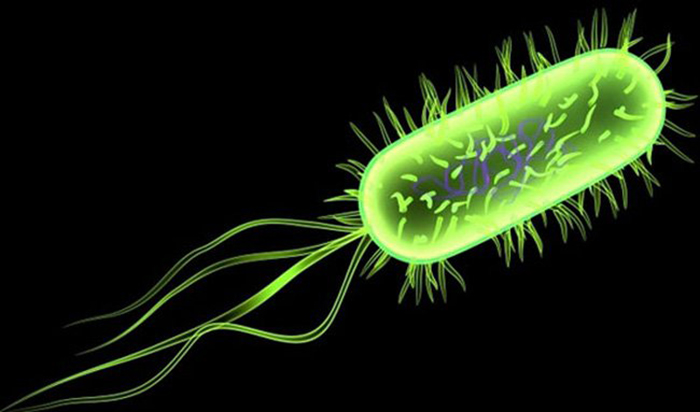 Hình ảnh của vi khuẩn listeria