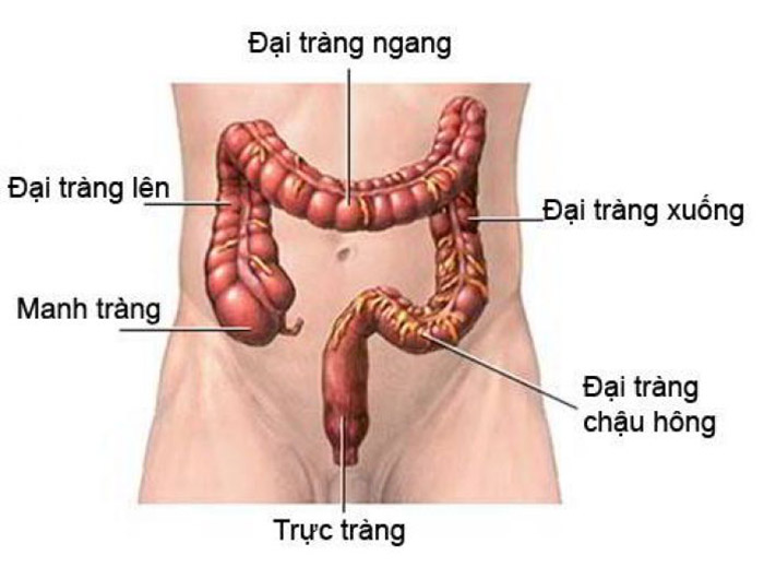 Nội soi đại tràng là làm gì?