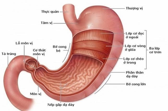 Hệ thống van dạ dày thực quản là phần cơ thắt thực quản trên, dưới và cơ vòng môn vị