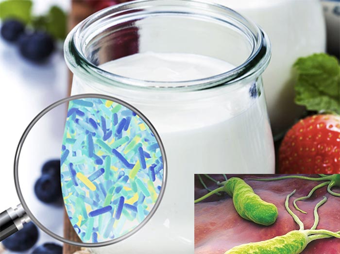 Lợi khuẩn trong sữa chua có thể giúp kìm hãm sự phát triển của vi khuẩn Hp và phục hồi các vết thương do vi khuẩn Hp gây ra
