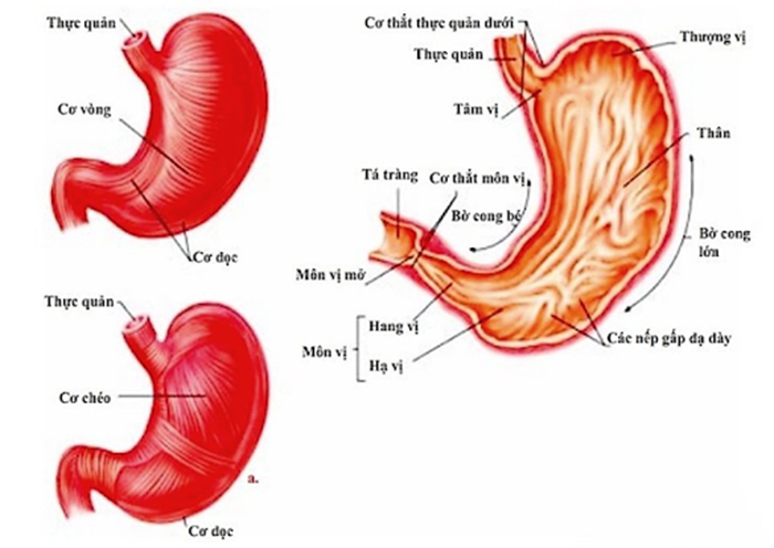 Người bị viêm bờ cong lớn dạ dày thường đau hạ sườn trái