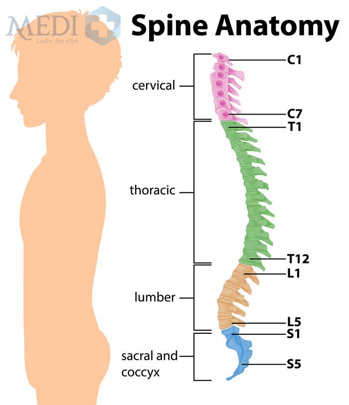 Vị trí cột sống thắt lưng