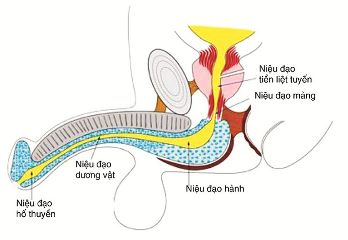 Viêm niệu đạo ở nam giới nhận biết triệu chứng điều trị sớm