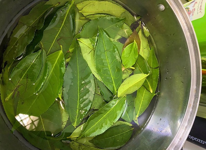 Tình trạng khí hư màu xanh chị em có thể dùng lá trà xanh để xông hoặc rửa khá hiệu quả