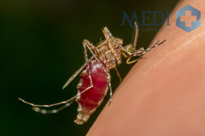 Muỗi vằn Aedes aegypti là trung gian truyền bệnh sốt xuất huyết