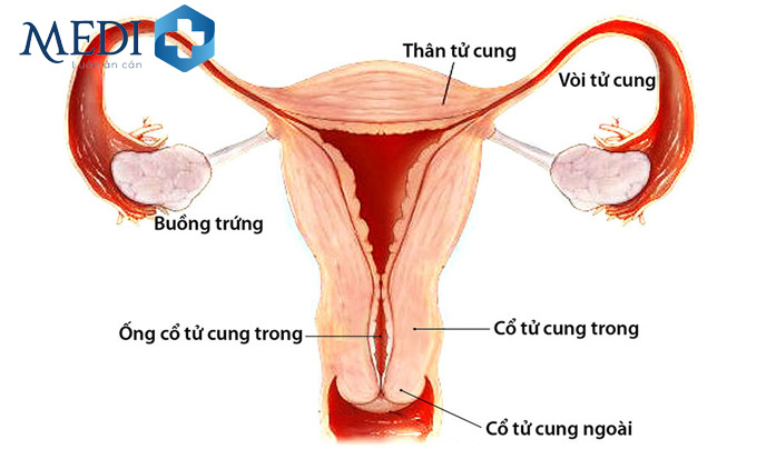 Bệnh viêm phần phụ phát sinh do các bệnh lý phụ khoa ở chị em