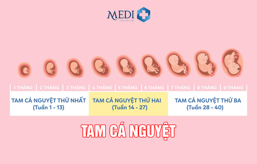 Tam cá nguyệt là gì? Những điều mẹ cần phải biết