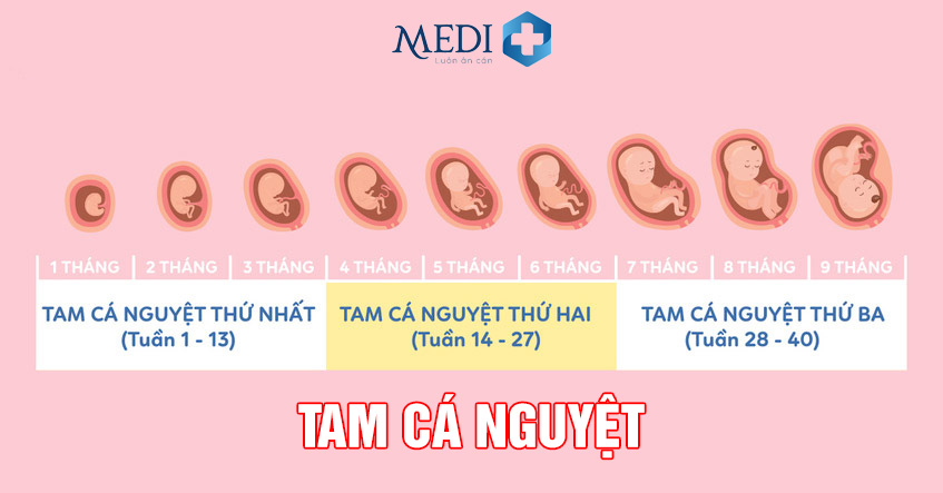 Tam cá nguyệt là gì