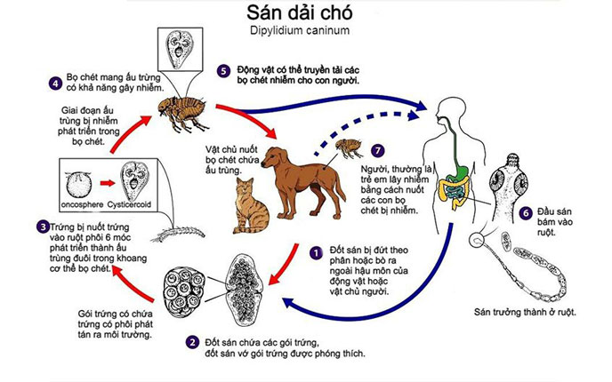 Chu trình phát triển của sán dải chó Dipylidium caninum