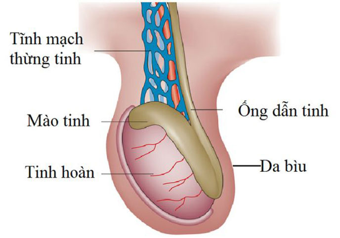 Hầu hết bệnh nhân giãn tĩnh mạch thừng tinh đều không có biểu hiện lâm sàng cụ thể