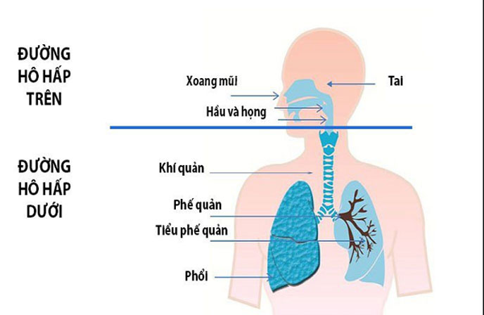 Viêm đường hô hấp trên kích thích phản xạ ho nhiều gây giãn phế quản