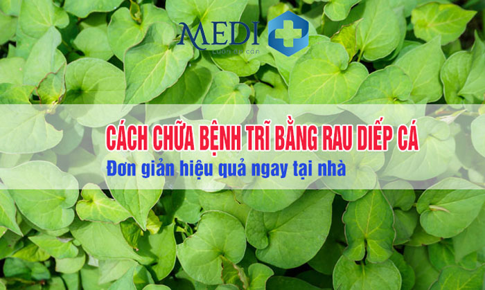 Cách chữa bệnh trĩ bằng rau diếp cá như thế nào mới hiệu quả?