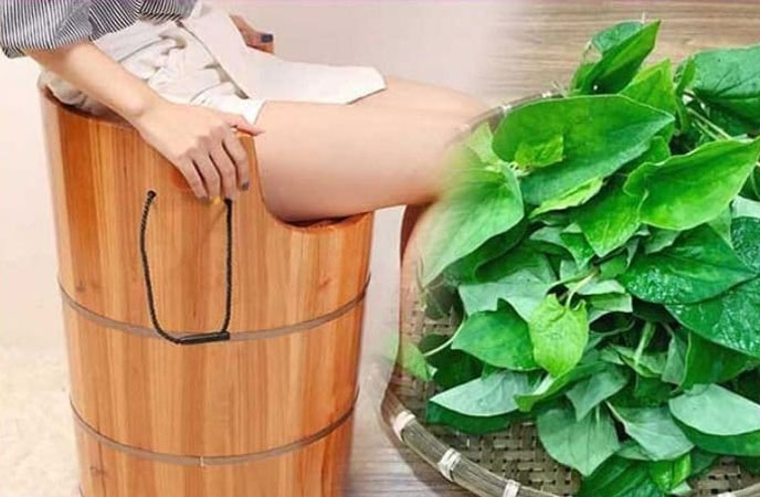 Xông hậu môn bằng lá diếp các cũng là một cách hay được mọi người chia sẻ