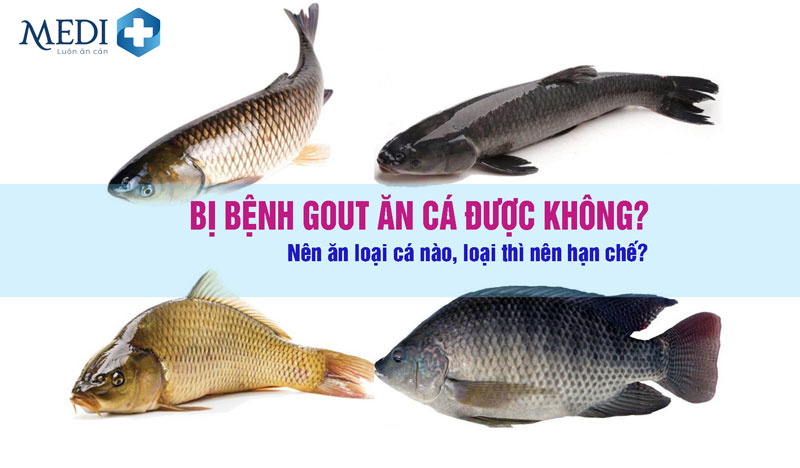 Bệnh gout ăn cá được không, nên ăn loại cá nào?