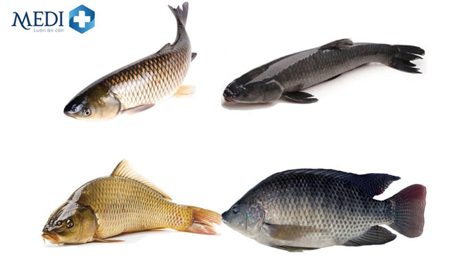 Các loại cá nước ngọt là thực phẩm chứa ít purin mà người bệnh Gout nên ăn
