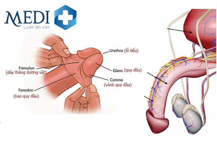 Cấu tạo vùng quy đầu dương vật chứa nhiều dây thần kinh