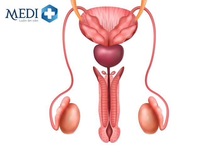 “Nhà máy” sản xuất tinh trùng của nam giới