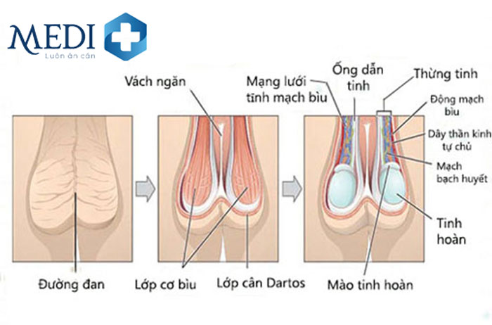 Hình ảnh cấu tạo tinh hoàn bình thường