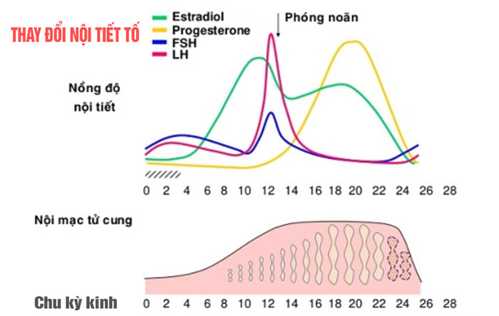 Sự thay đổi nồng độ hormone estrogen là nguyên nhân chính