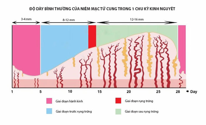 Độ dày bình thường của lớp niêm mạc này trong 1 chu kỳ hành kinh