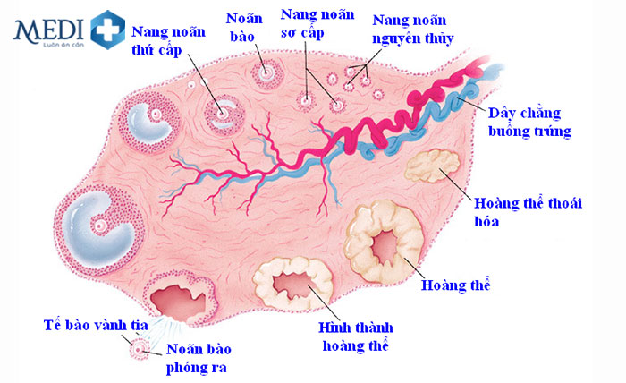 Hormone FSH, LH ảnh hưởng đến quá trình phát triển của nang noãn