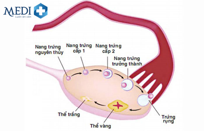 Quy trình phóng noãn bình thường ở phụ nữ