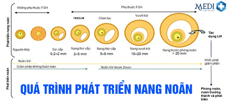 Các phương pháp kích thích phóng noãn [Mới nhất]