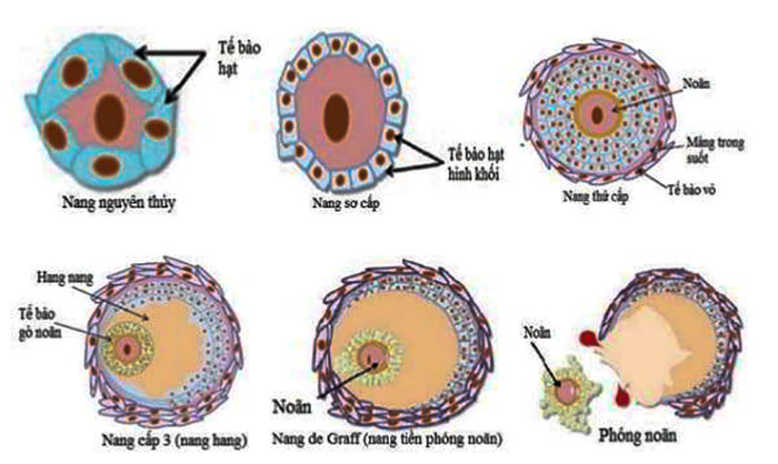 Sự phát triển của nang noãn