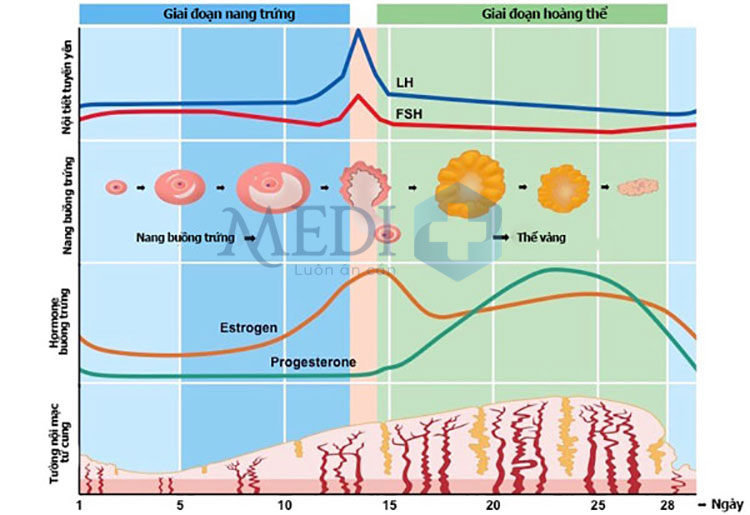 Chỉ số FSH thay đổi giữa giai đoạn nang trứng và giai đoạn hoàng thể