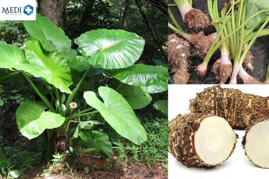 Dùng củ ráy và một số thảo dược để điều trị mụn nhọt khá hiệu quả và dễ áp dụng