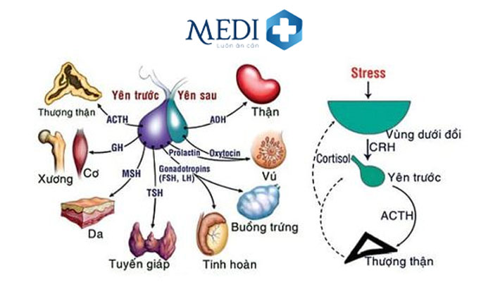 Prolactin là một loại hormone được sản xuất từ thùy trước tuyến yên.