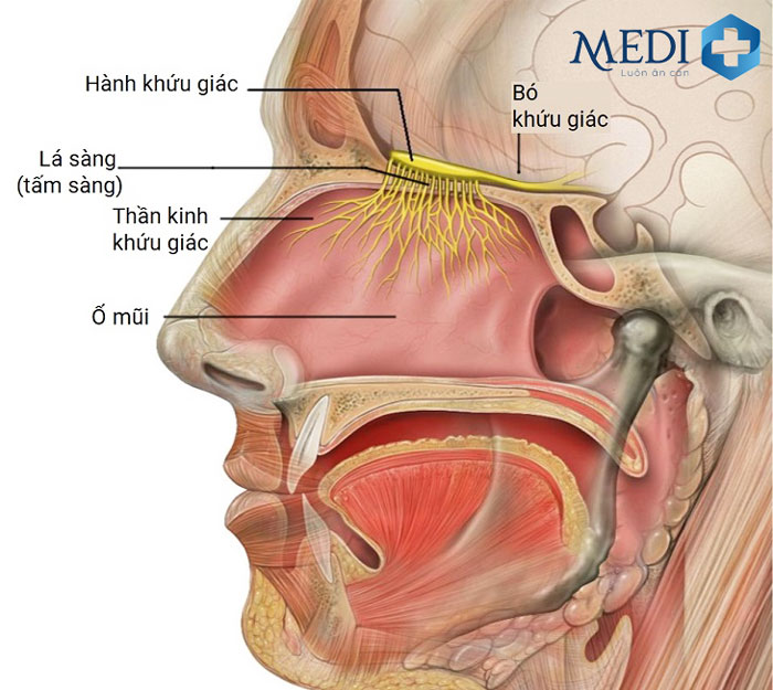 Tai - mũi - họng thông nhau nên rất dễ lây nhiễm.