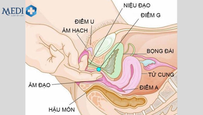 Cơ chế xuất tinh ở nữ giới