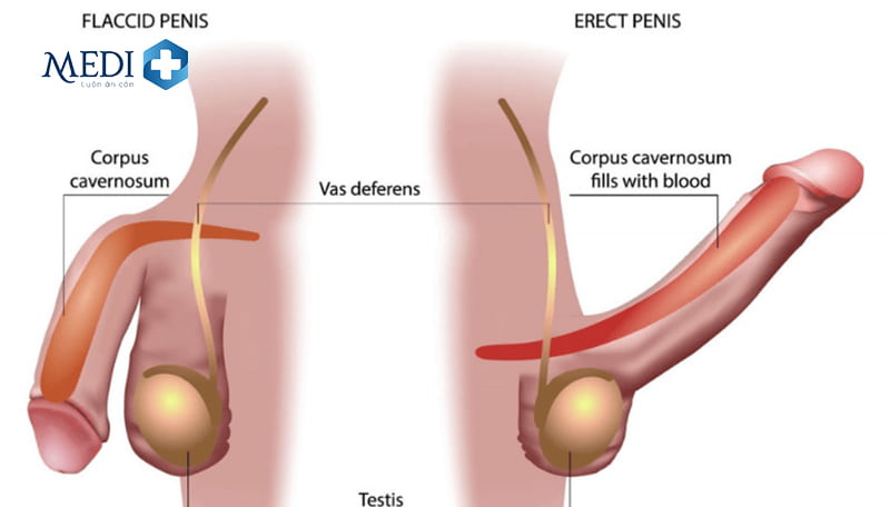 Nguyên nhân khiến dương vật khó cương cứng