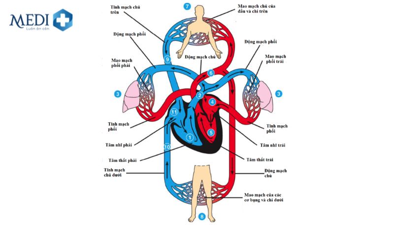 Sơ đồ vòng tuần hoàn máu ở người