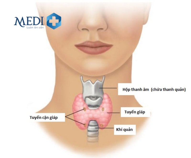 Tầm soát ung thư tuyến giáp là gì?