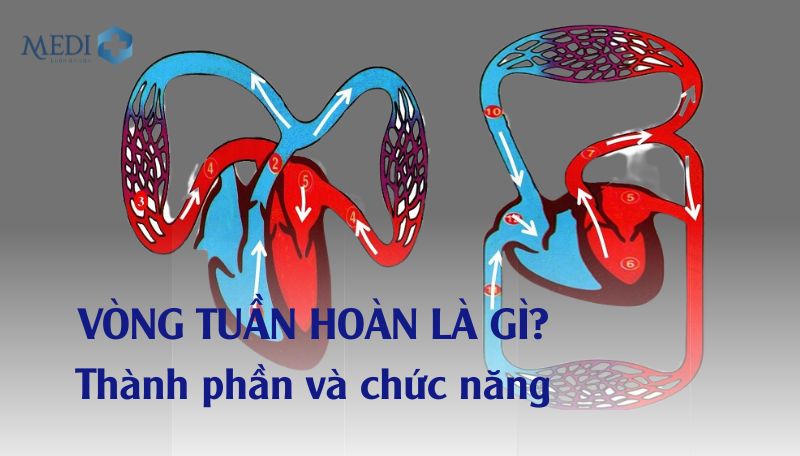 Vòng tuần hoàn là gì? Chi tiết sơ đồ vòng tuần hoàn máu