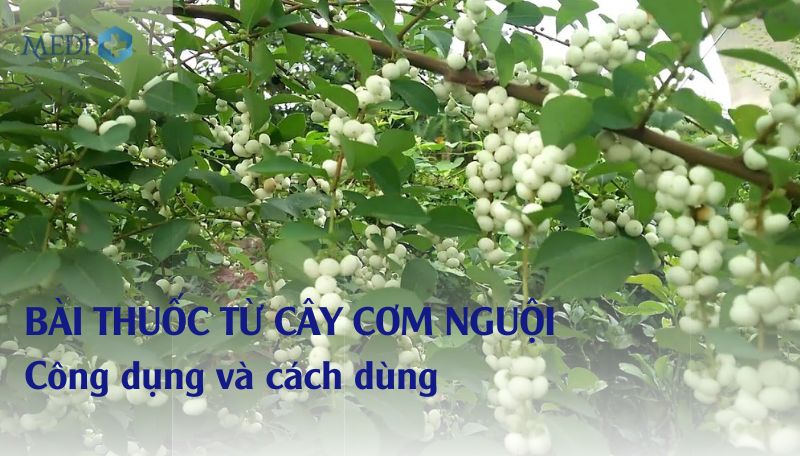 Cây cơm nguội: Dược liệu quý chữa bách bệnh gia truyền