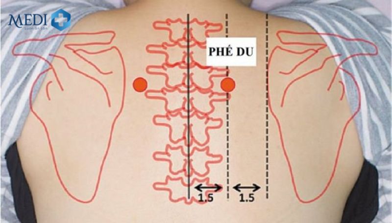 Huyệt Phế Du nằm ở vị trí gần phổi