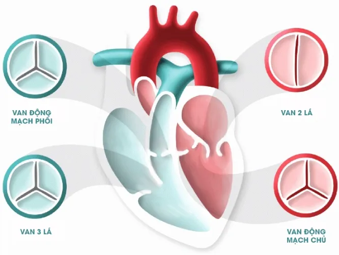 Cùng Mediplus tìm hiểu về bệnh hở van tim 3 lá