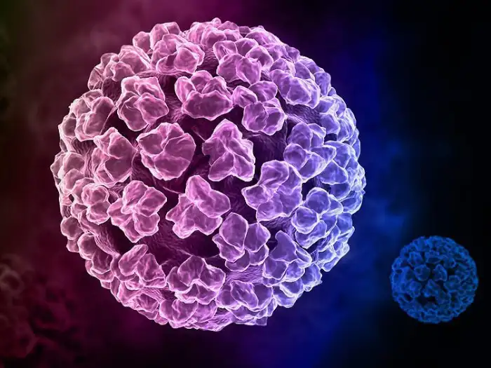 Tìm hiểu về virus HPV