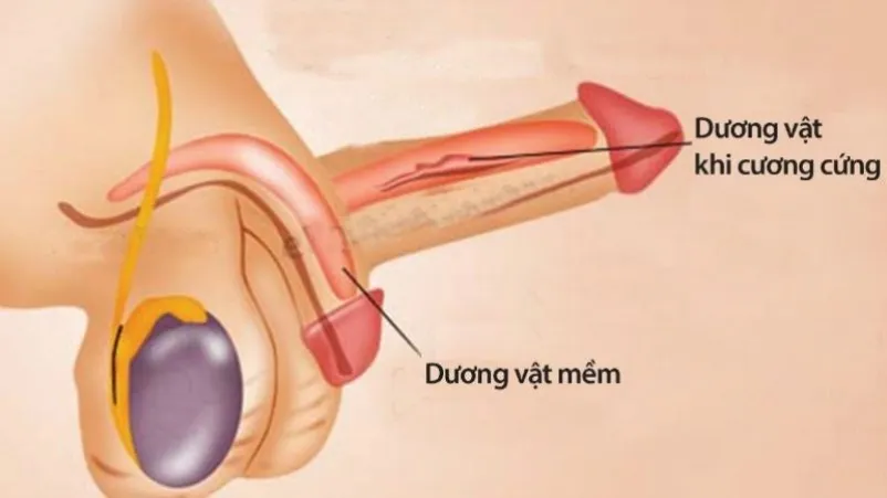 Dương vật không cương tối đa: Giải mã vấn nạn thầm kín của nam giới