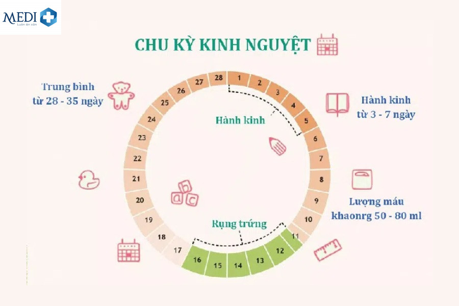 Chu kỳ kinh nguyệt ngắn